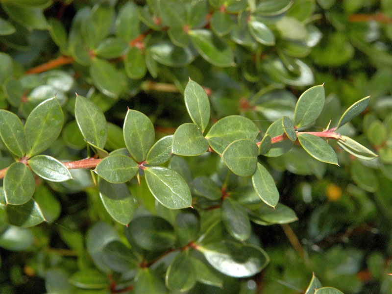 Nahaufnahme Blatt der Berberis buxifolia nana