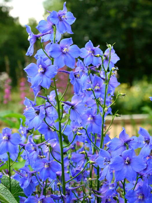 delphinium-piccolo Delphinium belladonna 'Piccolo', Rittersporn, Verzweigter Gartenrittersporn