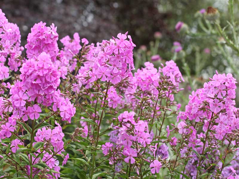 Blüten Flammenblume Alpha Blüten einer Flammenblume Alpha