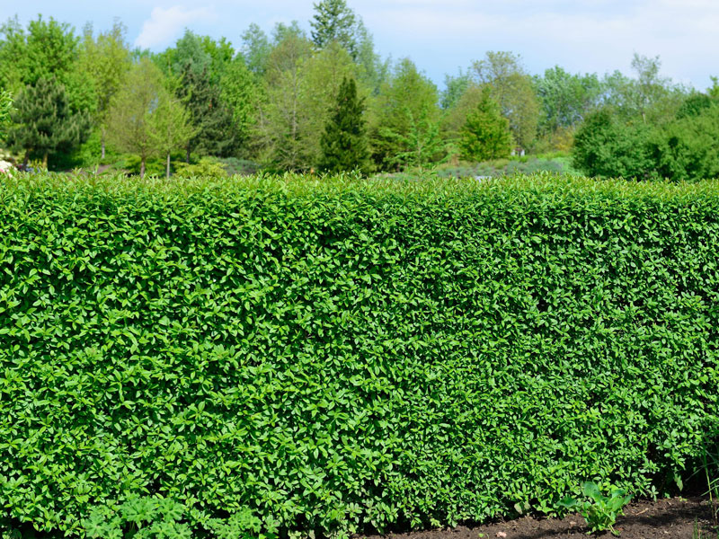 Liguster-atrovirens-hecke1 Liguster Atrovirens Hecke