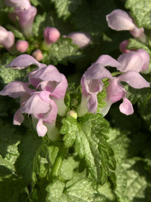 lamium-pink-pewter Lamium maculatum 'Pink Pewter', gefleckte Taubnessel, Silberblatt-Taubnessel