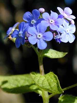 brunnera-macrophylla-2