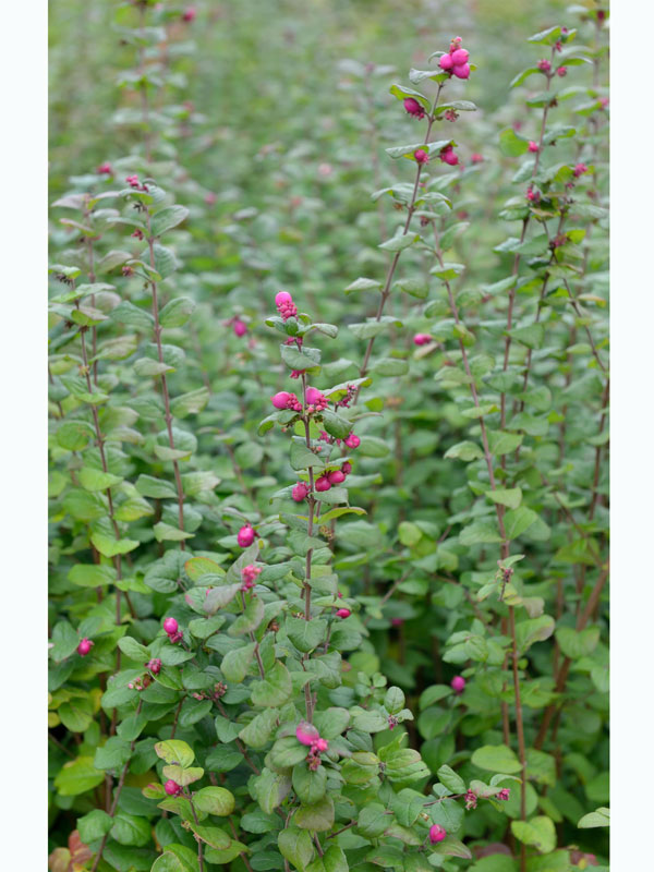 Symphoricarpos x doorenbosii 'Magic Berry', Schneebeere