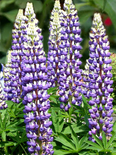 lupinus_blue_shades_79919_0 Lupinus polyphyllus 'Nanus Gallery Blau', Lupine, Wolfsbohne
