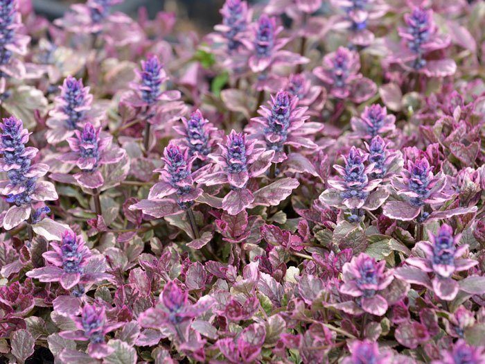 burgundy-glow-ajuga Reiche Blüte des buntblättrigen Günsels