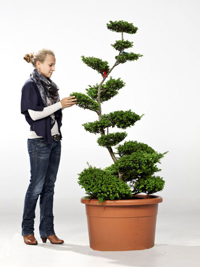 ilex_convexa11_78656_0 Ilex crenata Convexa - Bonsai, XXL-Produkt