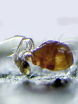 phytoseiulus_raubmilbe_80538_1