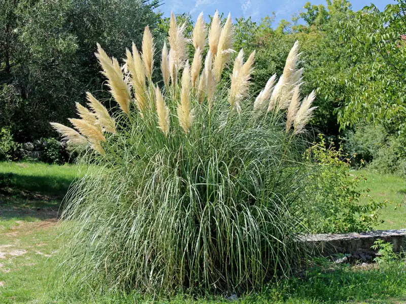 Wuchs der Cortaderia selloana Wuchs der Cortaderia selloana