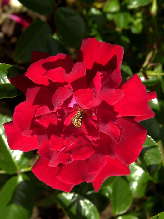 rose-mainaufeuer-bluete Blüte der Rose Mainaufeuer