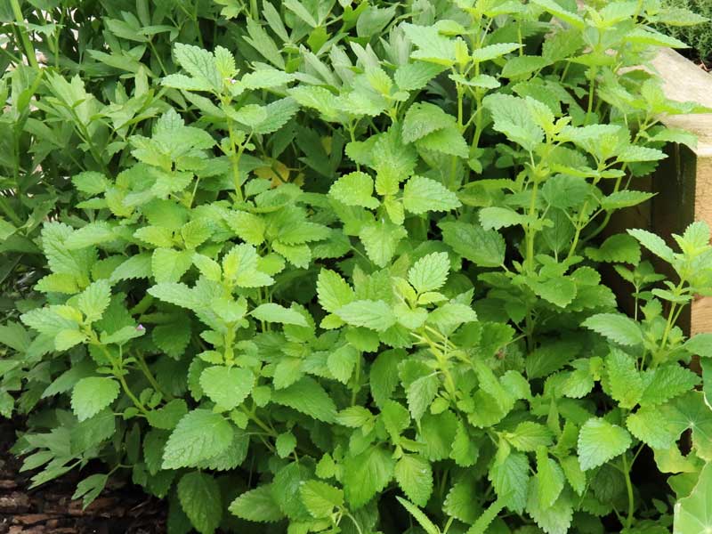 Melissa officinalis im Kraeuterbeet gepflanzt