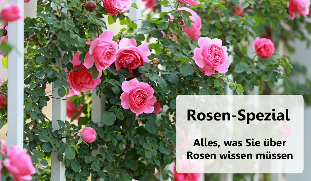 Rosen-Spezial