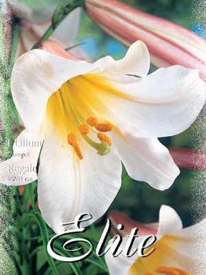 lilregeale Trompeten-Lilien-Hybride 'Regale', Lilium (Art.Nr. 521752)
