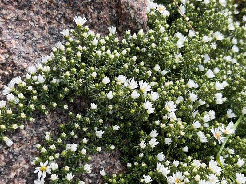 Aster ericoides Prostratus