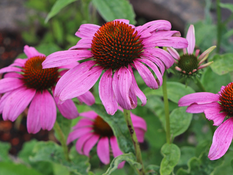 Nahaufnahme Blüte des Purpursonnenhuts Nahaufnahme Bluete des Purpursonnenhuts
