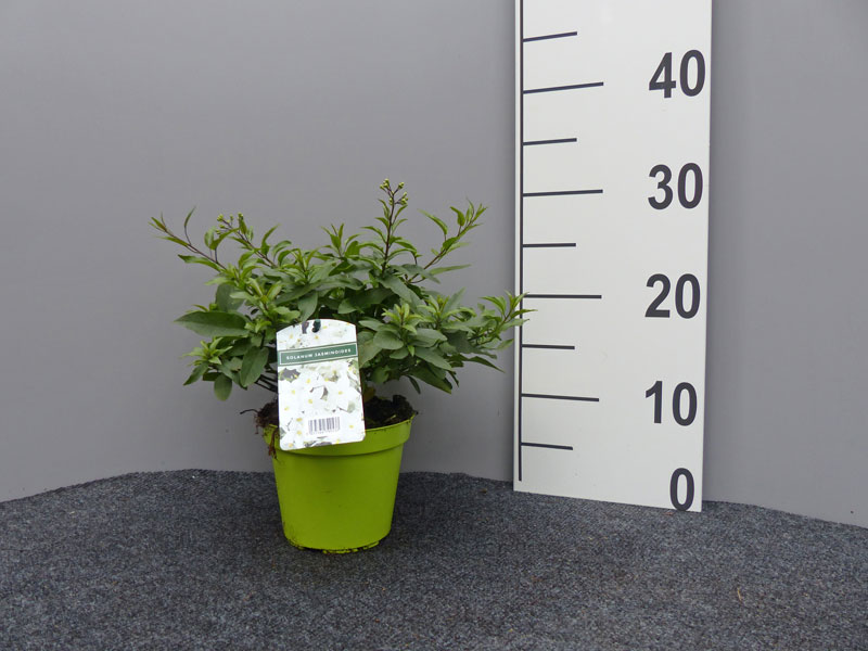 sommer-jasmin-klein Solanum jasminoides, Sommerjasmin