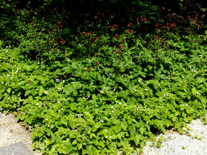 fragaria-vesca