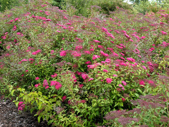 spiraea-anthony-waterer-str Rosenspiere Anthony Waterer Hecke