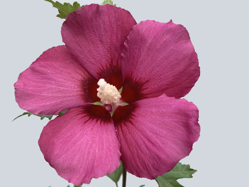 Nahaufnahme Hibiskusblüte 'Flower Tower Ruby' Nahaufnahme einer Blüte von Säulen-Eibisch 'Flower Tower Ruby'