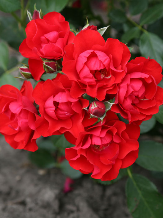rose-black-forest Blüten der Rose Black Forest