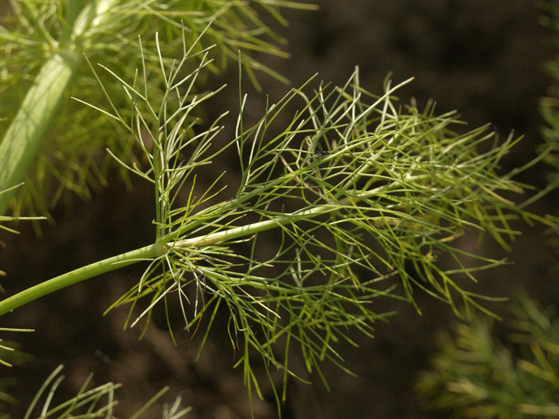Nahaufnahme von fein zerteilten Blättern eines Gewürz-Fenchels
