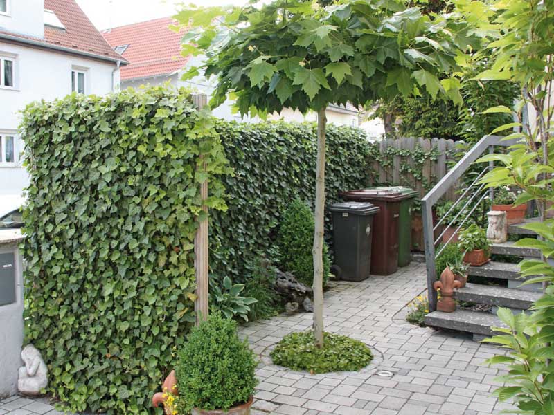 Heckenelement aus Efeu 'Woerneri' als Sichtschutz zur Straße