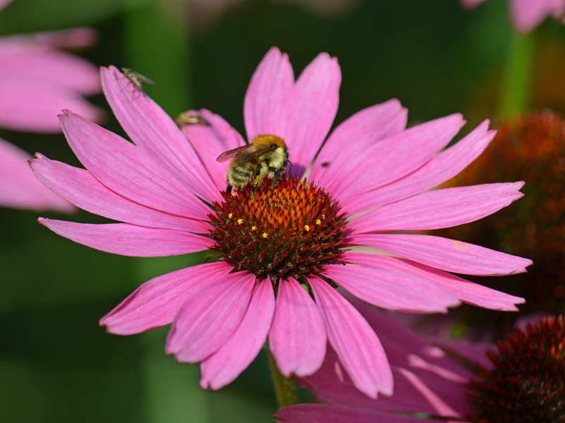 Biene auf der Bluete einer Echinacea purpurea