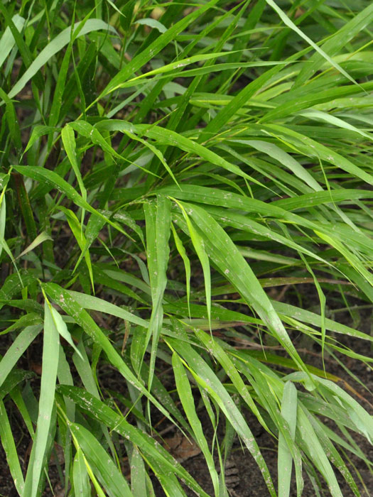 hakonechloa-macra Hakonechloa macra (M), Japanisches Berggras