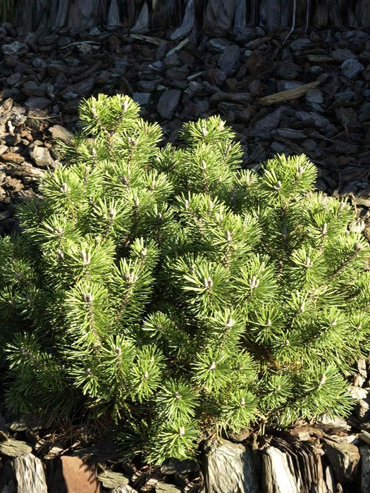 pinus-mugo-mops Kugel-Kiefer Mops als Solitärpflanze im Garten