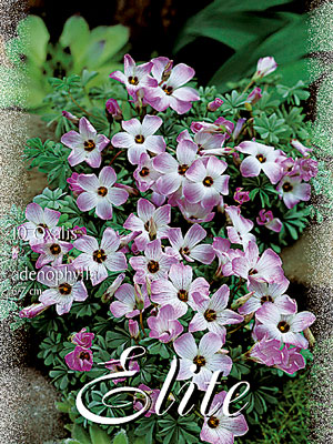 oxalis_adenophylla_76925_0 Sauerklee, Oxalis adenophylla (Art.Nr. 597250)