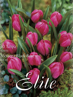 tulipa_violacea_black_base_humilis Botanische Tulpe 'Violacea Black Base' (Art.Nr. 595662)