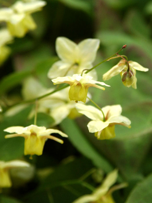 epimedium-sulphureum Die bildhübschen Blüten der Schwefel-Elfenblume