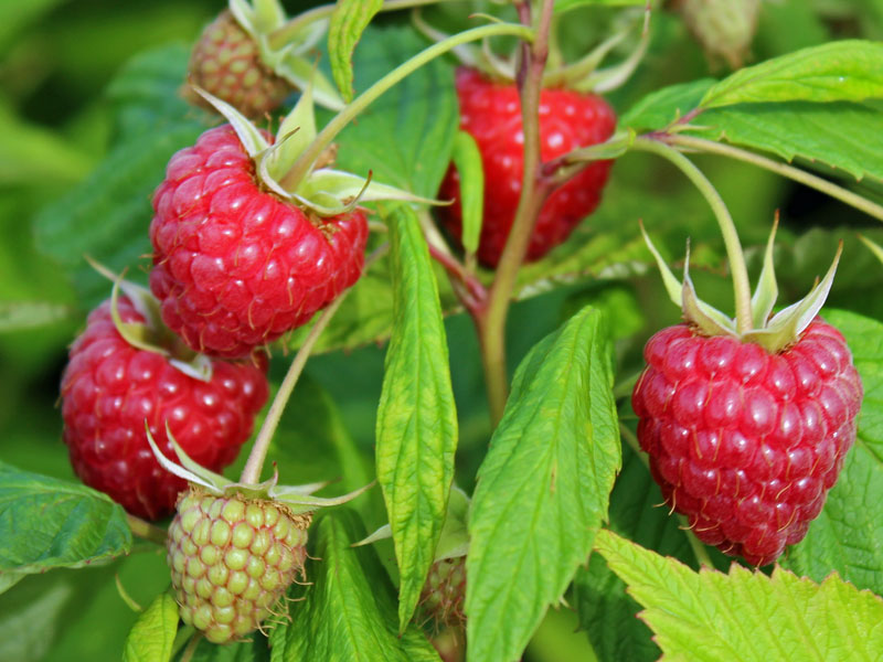 Himbeeren der Sorte Glen Ample am Strauch