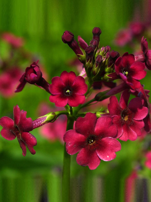 primula-millers-crimson
