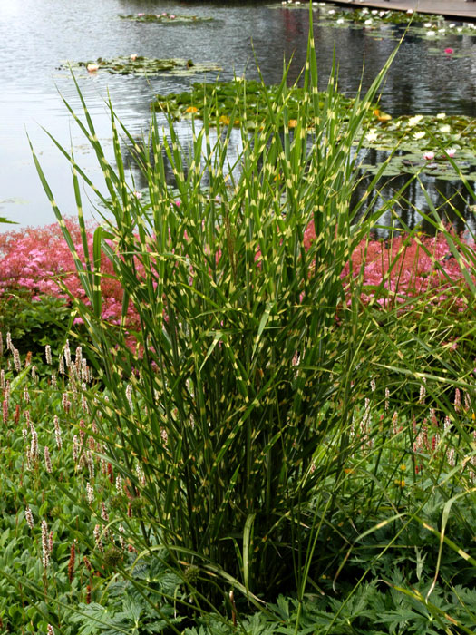 miscanthus-zebrinus Miscanthus sinensis 'Zebrinus', Zebra-China-Schilf