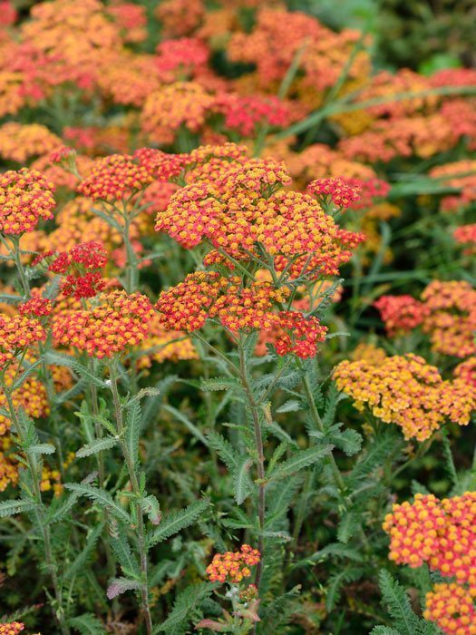 achillea-walter-funke Achillea filipendulina 'Walter Funke' (M), Schafgarbe 'Walter Funke', rote Goldquirl-Garbe