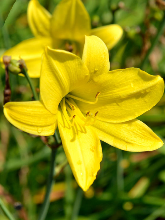 hemerocallis-lemon-bells Hemerocallis x cultorum 'Lemon Bells', Garten-Taglilie