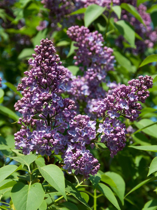 syringa-sensation Edel-Flieder Sensation Pflanze
