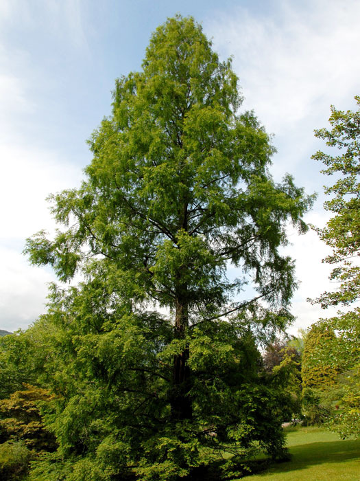 metasequoia-glyptostroboides55599439d9736 Der imposante Urweltmammutbaum