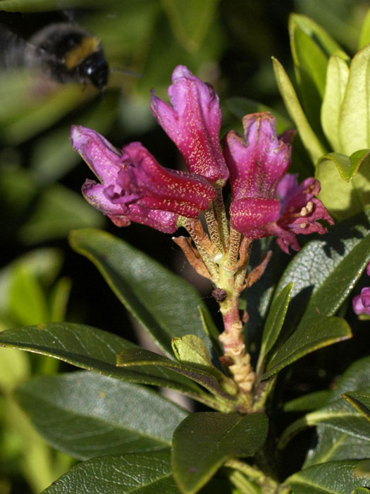 alpenrose-ferrugineum Rhododendron ferrugineum, Heimische Alpenrose
