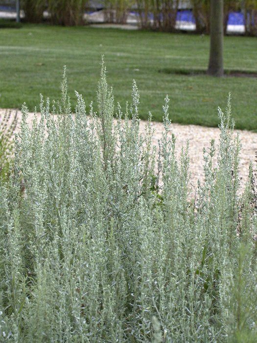colastrauch Colastrauch, Kampfer-Eberraute, Artemisia camphorata