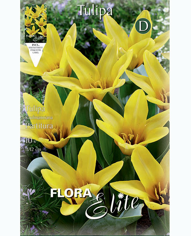 tulpe-partitura Kaufmanniana-Tulpe 'Partitura' (Art.Nr. 5958380)