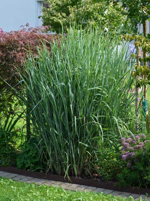 Panicum virgatum Heavy Metal im Beet