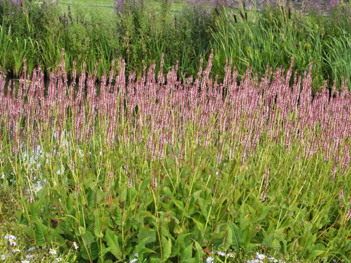knoeterich-roseum Bistorta (syn. Polygonum) amplexicaule 'Roseum' (syn. auch Persicaria), Kerzenknöterich, Wiesenknöterich