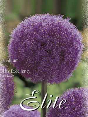 his_excellence Allium 'His Excellency' (Art.Nr. 596312)