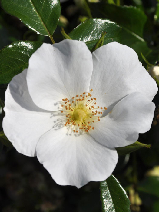 rose-escimo-einzel Blühende Rose Escimo