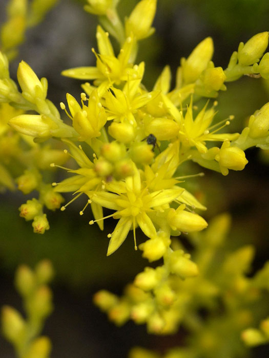 sedum-acre Sedum acre, Scharfer Mauerpfeffer