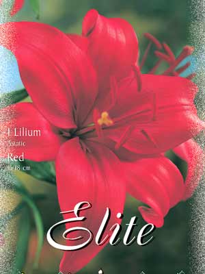 lilasiarot Asiatische Lilien-Hybride 'Red', Lilium (Art.Nr. 521676)