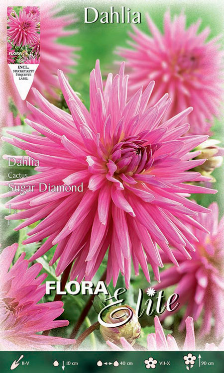 dahlie-sugar-diamond Kaktus-Dahlie 'Sugar Diamont, Dahlia (Art.Nr. 520085)