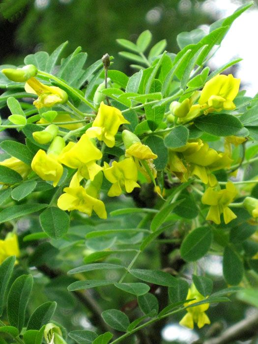 erbsenstrauch-bluete Caragana arborescens, Erbsenstrauch