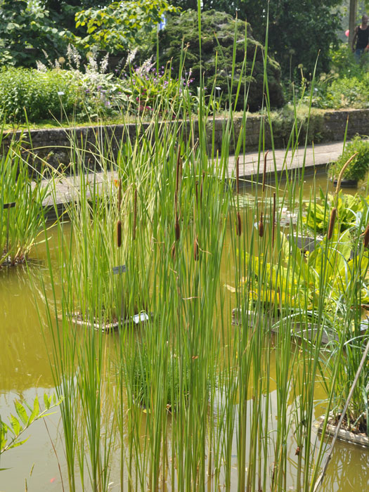 typha-angustifolia
